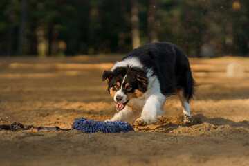 dog runs. An active pet on the beach. Tricolor australian shepherd movement