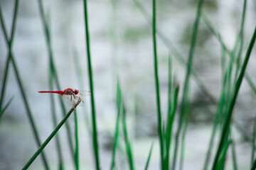 DRAGONFLY
Spend time near the water
Be colorful
Enjoy a good reed
Zoom in on your dreams Appreciate long summer days
Keep your eyes
Open Just Wing It
