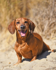 Dachshund in studio