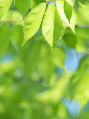 新緑のケヤキの葉