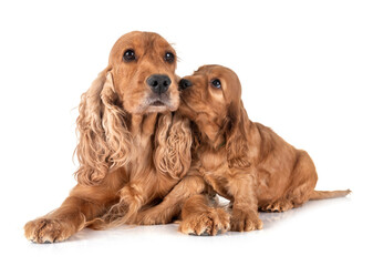 puppy and mother cocker spaniel