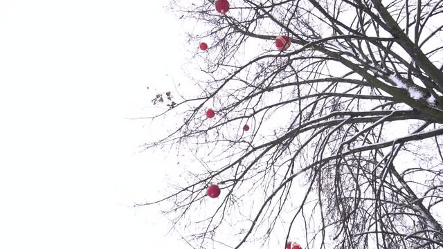 Beautiful winter tree outdoors decorated with red balloons against the sky, copy space for text, slow motion