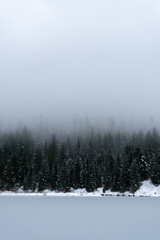 Misty morning in the Forest 