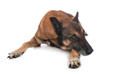 old malinois in studio