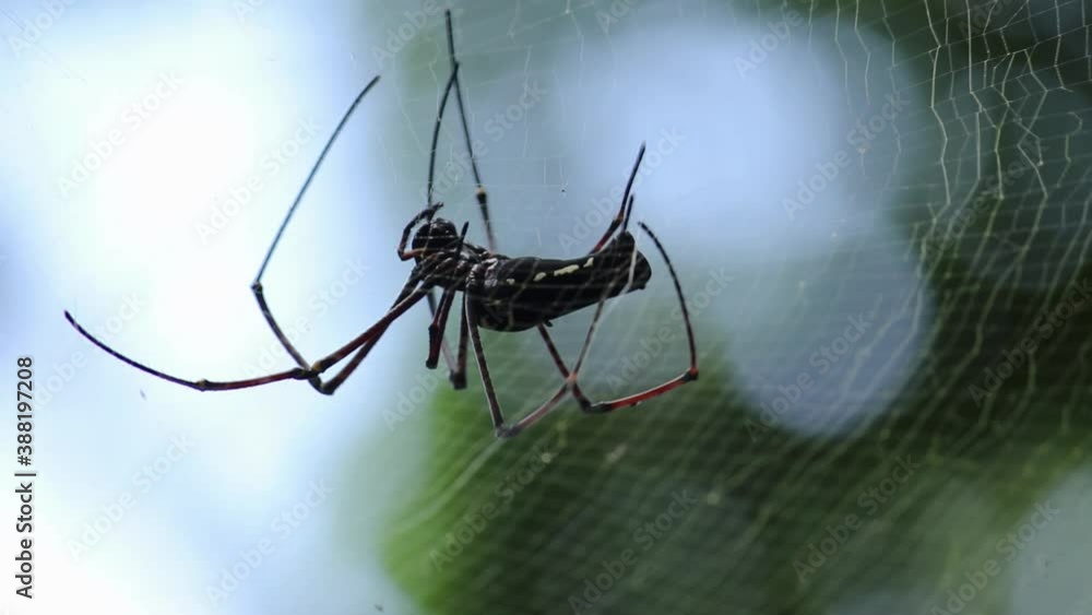 Poster golden-orb web spider with long legs, weaving the spider net, soft out of the focused bokeh backgrou