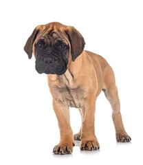 puppy bullmastiff in studio