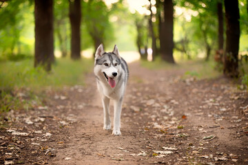 A young Siberian Husky female is walking in the forest on the brown trail with leaves. She has brown eyes, grey and white fur. There are a lot of trees and green grass in the background.