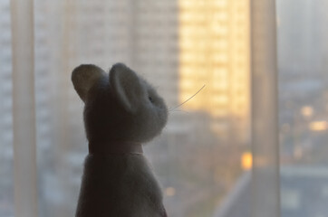 The look of the mouse in the window into a period of quarantine