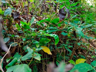 view of the expanse of green plants