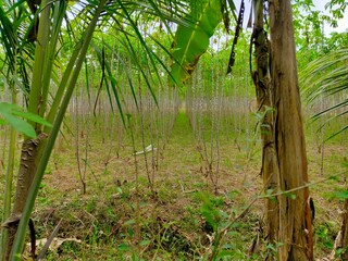 Very many views of the cassava garden