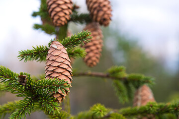 Pinecone on a spruce close-up on a natural green background. Christmas tree, evergreen coniferous, pine cones with resin. New Year. Christmas fair. Space for text.