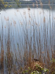 reeds in the water