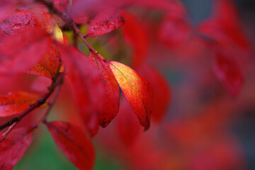 Autumn red blueberry leaves