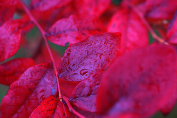 Autumn red blueberry leaves