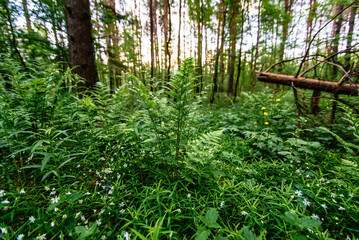 Fototapety na wymiar - Fototapeta24.pl