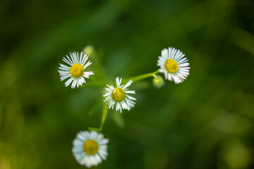 Fototapeta premium Daisies in a meadow with sunlight, peaceful tranquil nature. Meadow flowers, pastel colors, delicate sunlight. Spring Nature scene. Beautiful Landscape. Park with floral green grass under trees