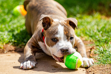 A blue brindle american staffordshire puppy playing in the backyard on October 27th 2020