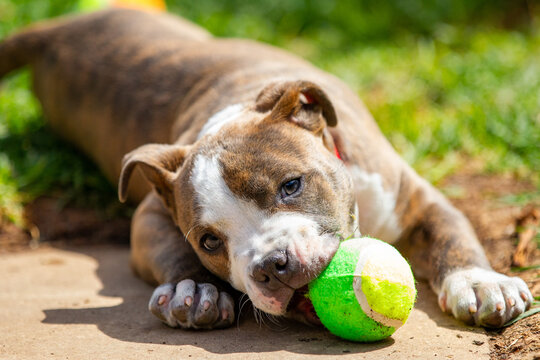 A blue brindle american staffordshire puppy playing in the backyard on October 27th 2020