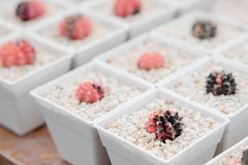 Selective focus Cactus with Red Top in white pot