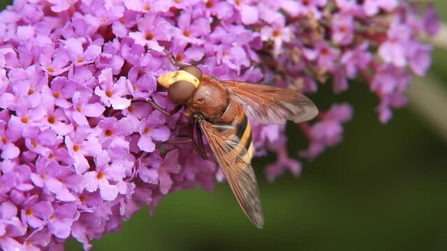 Hornissenschwebfliege (Volucella zonaria) auf Schmetterlingsflieder