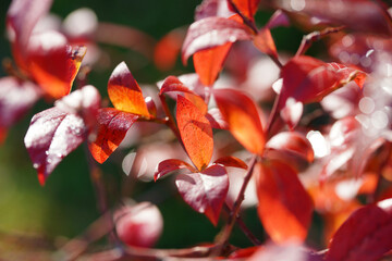 Autumn red blueberry leaves