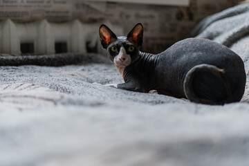Canadian sphinx lies on the bed