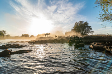 Obraz premium wild buffalos and horses in lake Erciyes Mountain Kayseri, Turkey