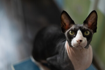 The Canadian sphinx sits in the kitchen on a stool. Portrait of a Canadian sphinx.