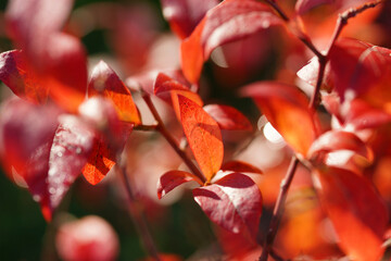 Autumn red blueberry leaves