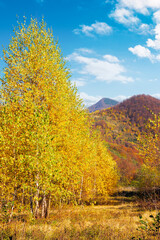 birch forest on the hill. beautiful autumn landscape of carpathian mountains. bright and vivid scenery in fall colors. sunny weather with fluffy clouds on the sky