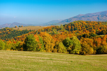 trees in colorful foliage on the hills. rolling countryside scenery in autumnal season. wonderful sunny weather on a sunny day in carpathian mountain landscape