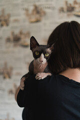 Canadian sphinx sits on his mistress's shoulder