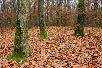 forest and fallen foliage in november. dry leaves on the ground. leafless branches and trunks with moss. calm nature scenery.
