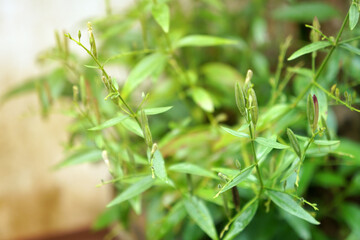 Seed pods of Kariyat. The Creat or Andrographis paniculata (Burm.f.) Wall.ex Nees. Bitter herb