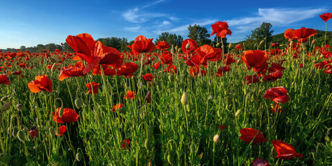 red poppies in the field. wonderful sunny weather. clouds on the sky. beauty of nature concept