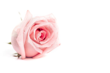 Macro shot of pink rose on white background, gift for Valentine's day, March 8, mother's day