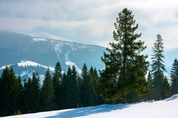 spruce forest on the snow covered hill. beautiful winter landscape in mountains. distant ridge in fog and clouds. carpathian countryside morning