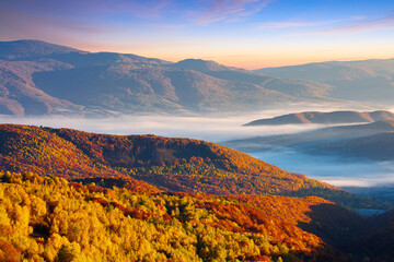 cold morning fog with golden hot sunrise in the valley of Carpathian mountain range. green grass and trees with colorful foliage on the hillside meadow lit by first rays of sun