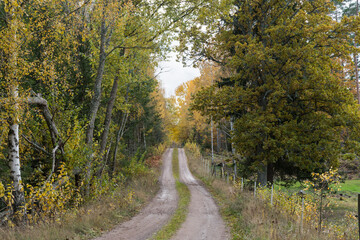 Dirt road in fall colors