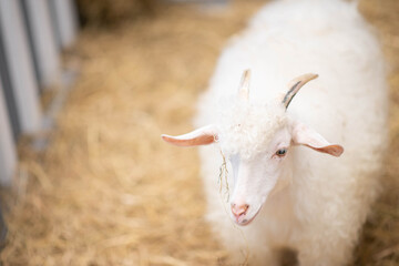 Fototapeta premium Male sheep in the indoor farm
