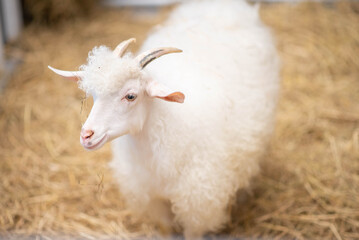 Male sheep in the  indoor  farm