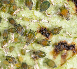 Close-up of aphids on a green leaf.