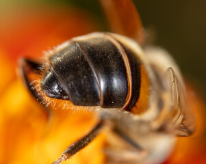 Close-up of a bee on a flower.