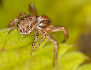 Close-up of a spider in nature.