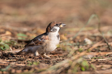 Fototapeta premium Close-up of a sparrow on the ground covered with dried grass in autumn.