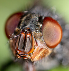 Close-up portrait of a fly in nature.