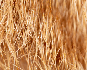 Close-up of fur of a ginger cat as background.