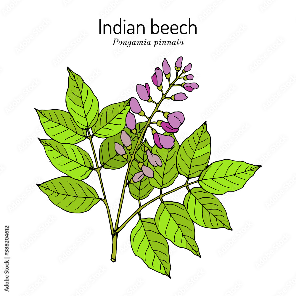 Wall mural indian beech or pongam oiltree pongamia or millettia pinnata , medicinal plant