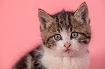 Kitten portrait isolated on pink background.