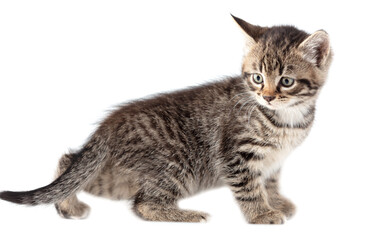 Kitten portrait isolated on a white background.